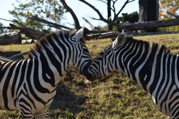 Jet10 Kasino Podpora